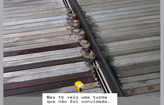Luciano Huck se surpreende com cobra e macaco invadindo sua mans�o no Rio