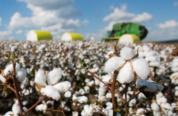 Mercado de algod�o mant�m pre�os firmes apesar de baixa movimenta��o e retra��o nas exporta��es