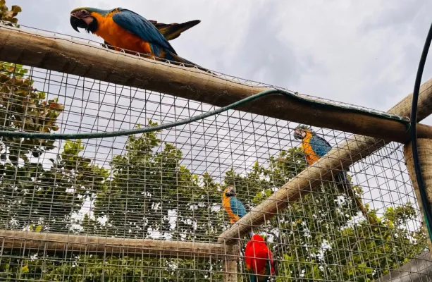 Guarda de animais silvestres permanece aberta durante todo o ano, entenda