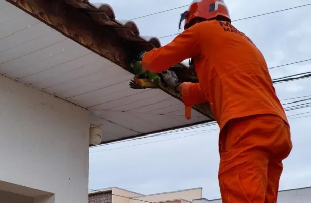 Corpo de Bombeiros resgata filhotes de papagaio presos em fios e serpente ferida em esta��o de tratamento