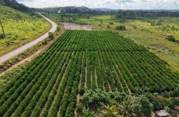 Rota do Caf� chega a Cotrigua�u e Ju�na com informa��es sobre o plantio para o crescimento da produ��o