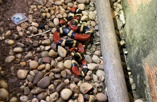 Corpo de Bombeiros resgata cobra coral em quintal de resid�ncia