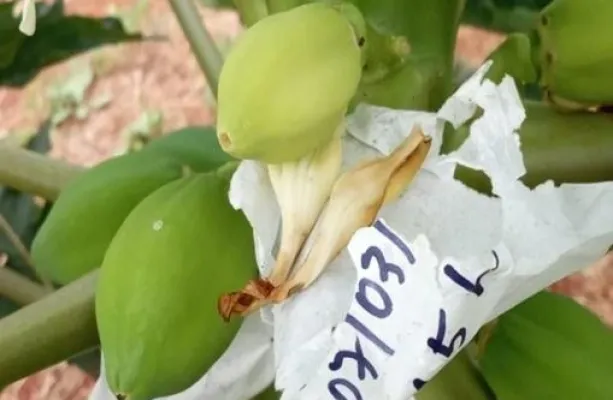 Universidade cria "seguro de vida" para o mam�o brasileiro e busca romper depend�ncia de Taiwan