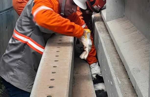 Corpo de Bombeiros resgata cachorro preso entre uma pilha de postes de concreto