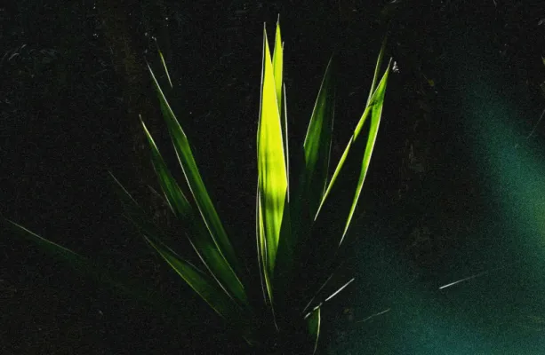 Duo Orim� lan�a �Ogum de Ronda� e celebra a for�a da tradi��o afro-brasileira