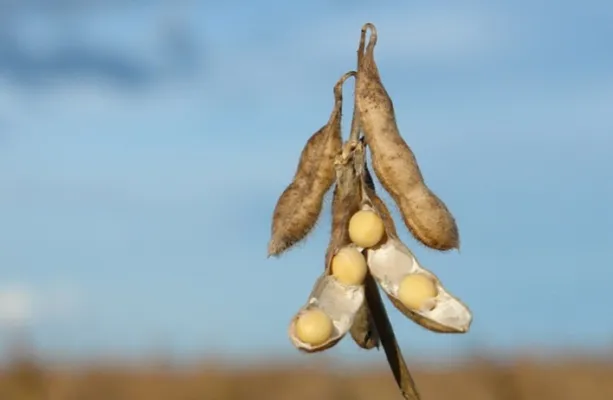 Paraguai deve registrar safra recorde de soja e ultrapassar 11,5 milh�es de toneladas