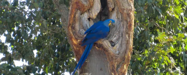 Temporada de reprodu��o da arara-azul come�a com primeiros ovos no Pantanal e no Par�