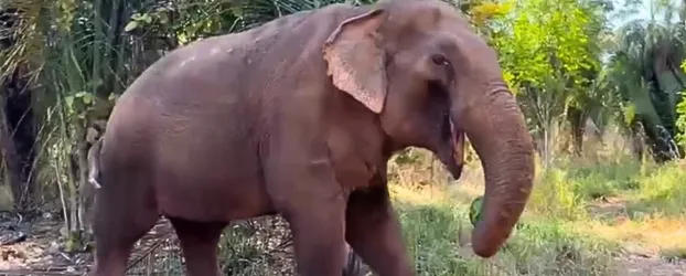 Elefante sumido de noite surge coberto de lama brincando em santu�rio em Mato Grosso
