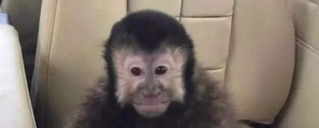 Macaco 'b�bado' que atacou vizinhos e deixou 5 feridos morre e ex-pol�tico promete vingan�a