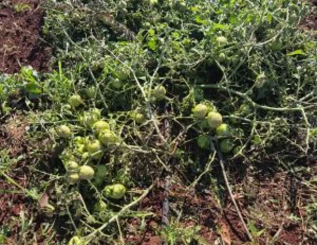 Chuva forte destr�i pesquisa de tomates em S�o Paulo