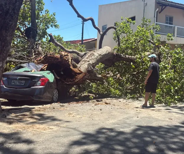 �rvore cai em Fortaleza e destr�i carro, muro e port�o de uma casa
