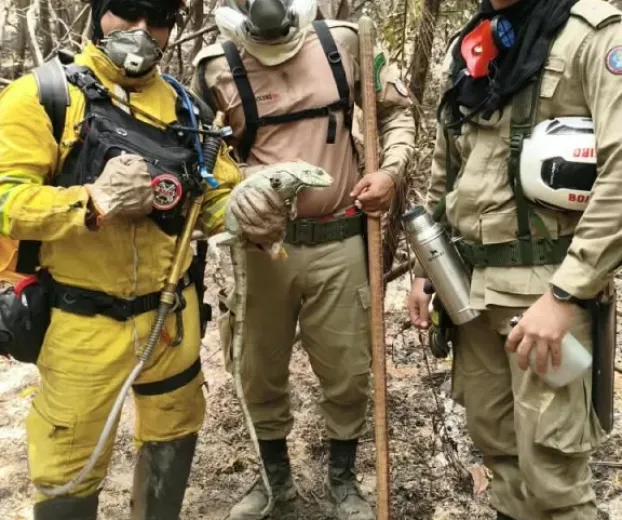 Bombeiros de SP enfrentam trilhas e rios para apagar fogo na floresta do Amazonas e salvam lagarto desidratado