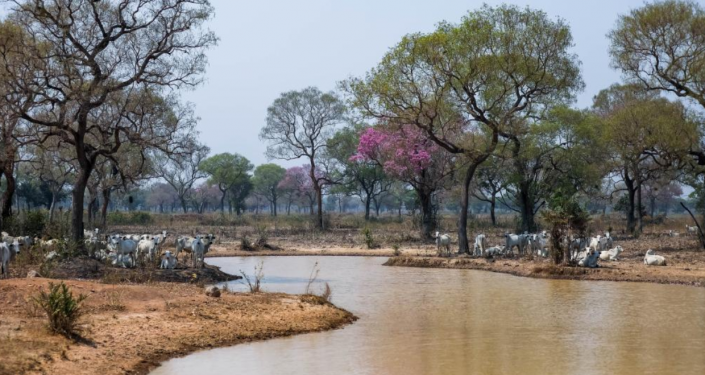 Especialistas afirmam que animais esto em boas condies apesar da seca no Pantanal