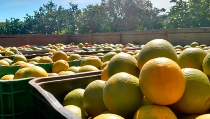 Safra de laranja 2025/26 deve atingir 314,6 milhes de caixas no cinturo citrcola de SP e MG