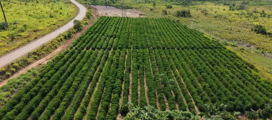 Rota do Caf� chega a Cotrigua�u e Ju�na com informa��es sobre o plantio para o crescimento da produ��o