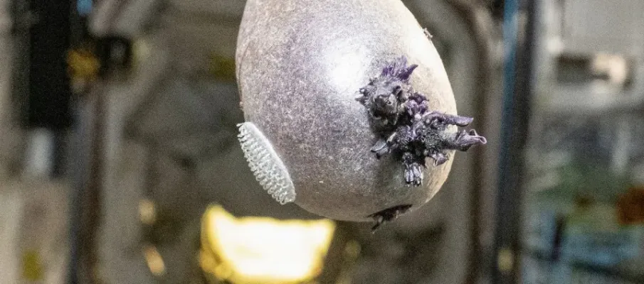 Astronauta mostra �batata alien�gena� no espa�o e viraliza