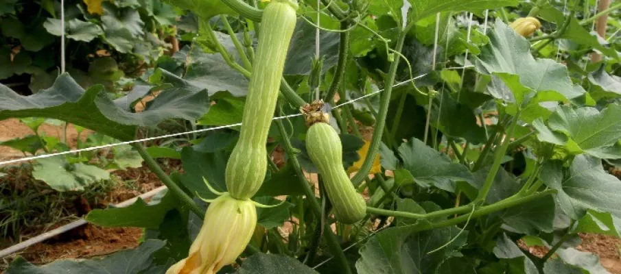 Produ��o de abobrinha no Paran� movimenta R$ 101 milh�es e consolida Estado como 4� maior produtor do Brasil