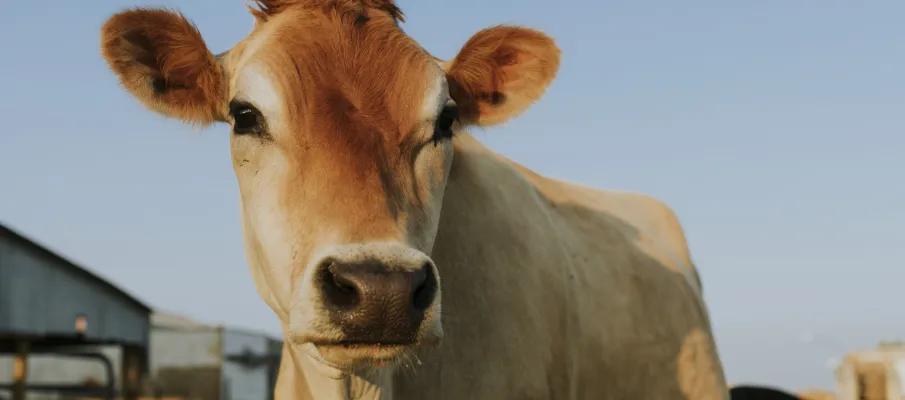 Tecnologia de biometria bovina chega ao Brasil com foco em rastreabilidade e seguran�a no campo