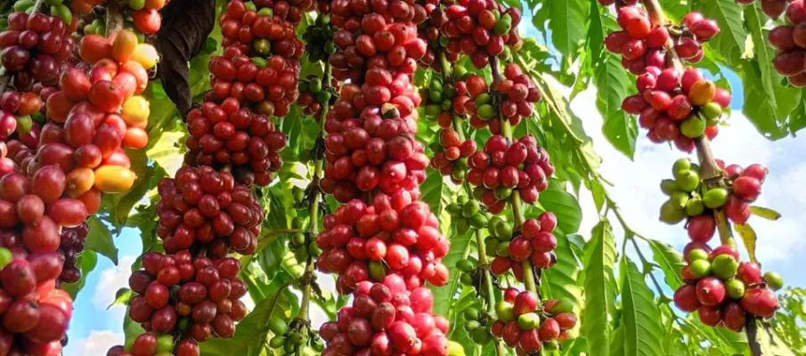 Com assist�ncia t�cnica da Empaer, cafeicultura de Colniza alcan�a produtividade recorde