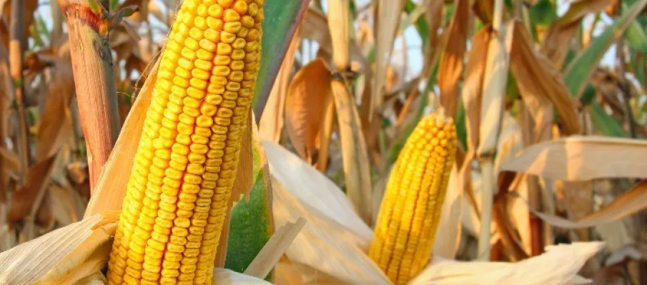 Pre�o do milho sobe na maioria das regi�es, mas mercado deve perder for�a at� o fim do ano
