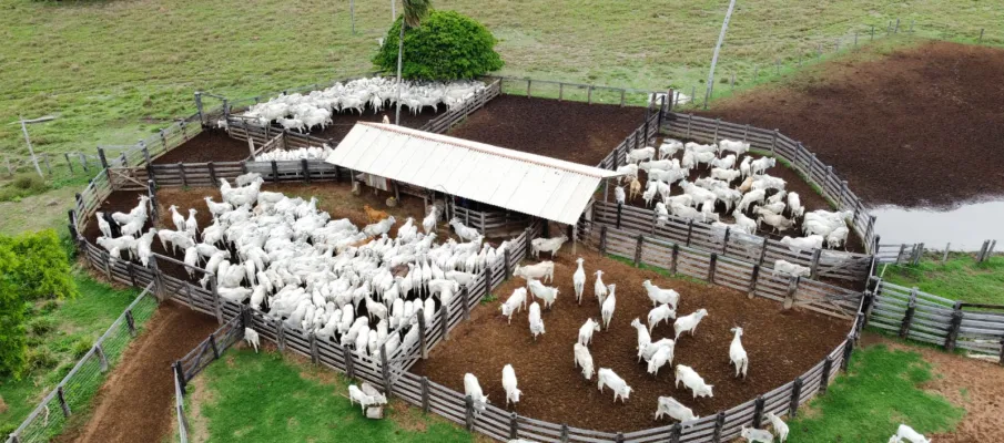 Confinamento bovino em MT deve crescer 55% em 2026, aponta proje��o do Imea