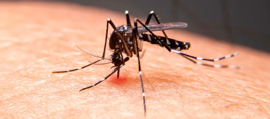 Cuiab� tem bairros com alto risco de dengue; veja quais