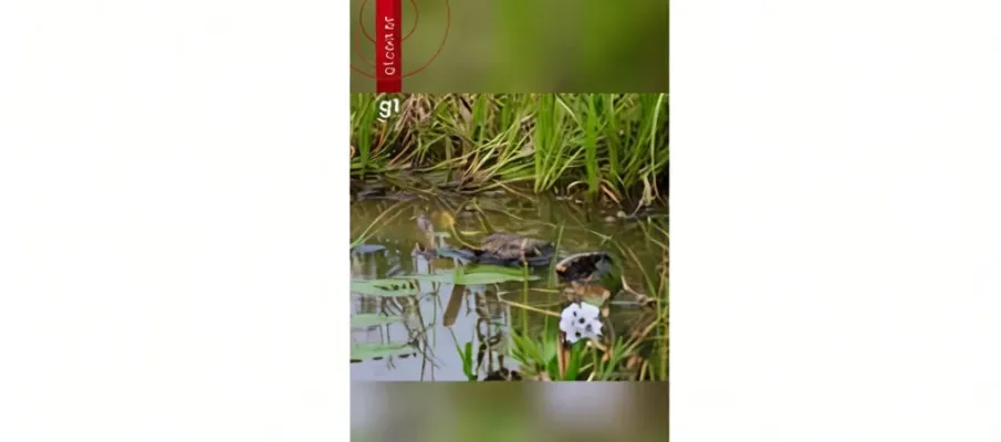 Jacar� engole sucuri viva e � gravado em v�deo no Pantanal