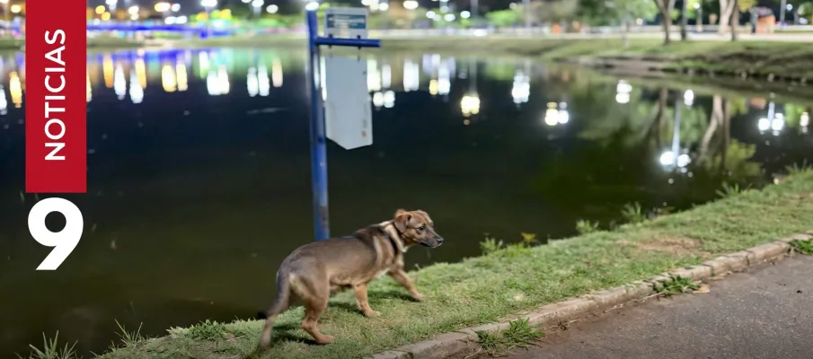 Cachorro tem susto em cachorr�o ap�s se dar com capivaras em parque de Cuiab�