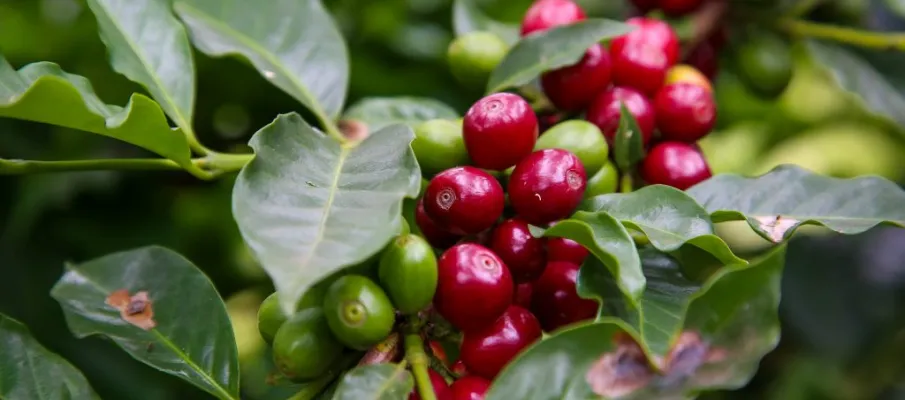 10 cidades de S�o Paulo que nasceram da agricultura e at� hoje s�o ligadas ao campo