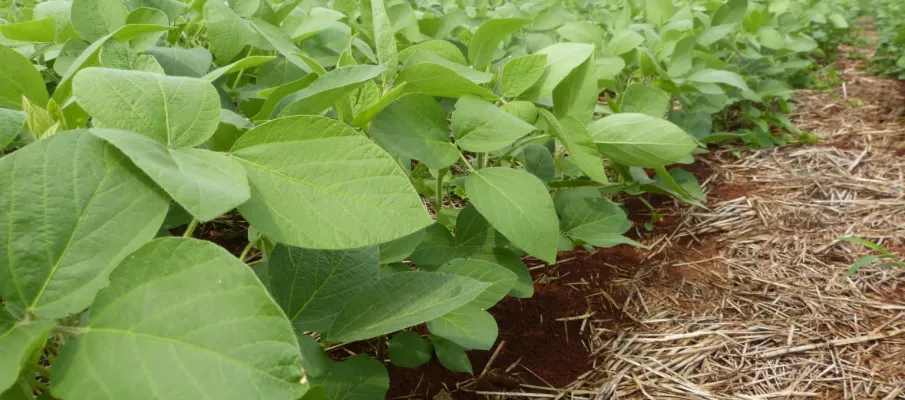 Brasil cria primeiro fungicida biol�gico para soja