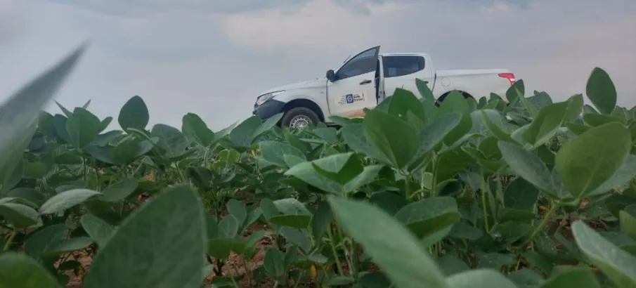 Vazio sanit�rio da soja j� est� em vig�ncia em Mato Grosso