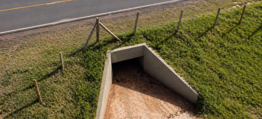 Atropelamentos de fauna silvestre avan�am no Brasil e aprova��o de plano nacional acende alerta no Mato Grosso do Sul
