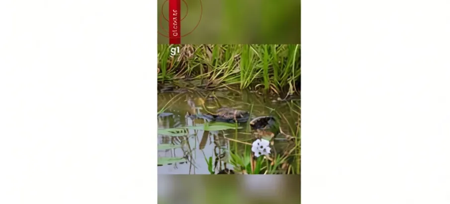 Jacar� engole sucuri viva e � gravado em v�deo no Pantanal