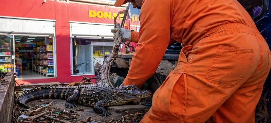 Cobra de 1,5 metro foi escondida no motor de um caminh�o e surpreendeu bombeiros em MT