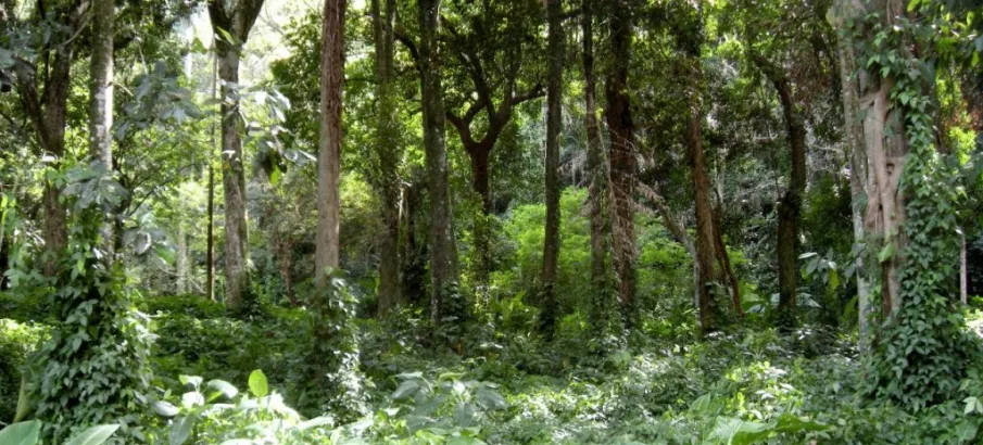 Governo de SP cria plataforma para ajudar empresas a investir na natureza