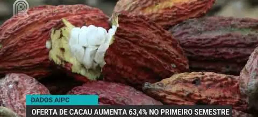 Recebimento de cacau cresce 63,4% no primeiro semestre