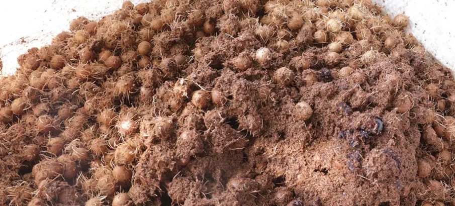 Caro�o de a�a� vira fertilizante que faz sorgo crescer at� 164% mais r�pido
