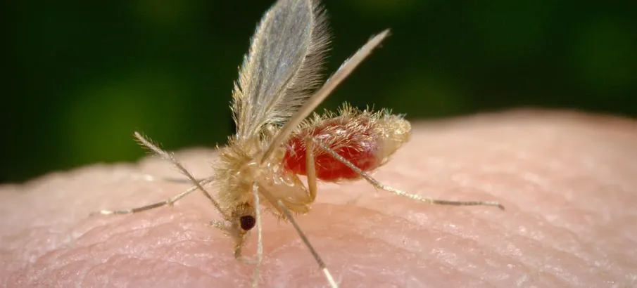 Leishmaniose: entenda o que � a doen�a e como se proteger do quadro