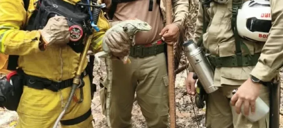 Bombeiros de SP enfrentam trilhas e rios para apagar fogo na floresta do Amazonas e salvam lagarto desidratado