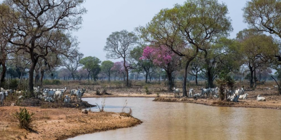 Especialistas afirmam que animais esto em boas condies apesar da seca no Pantanal