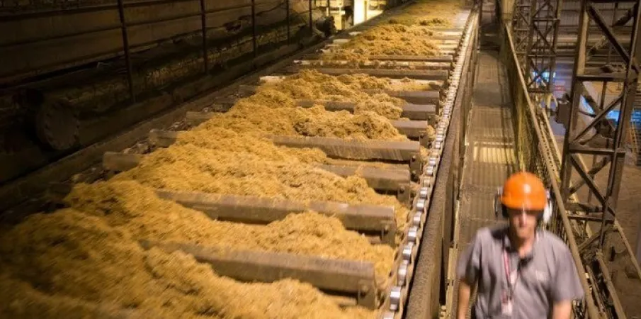 Produ��o global de a��car alcan�a pico em 2025/26, mas recua em 2026/27