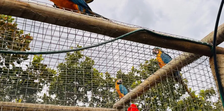 Guarda de animais silvestres permanece aberta durante todo o ano, entenda