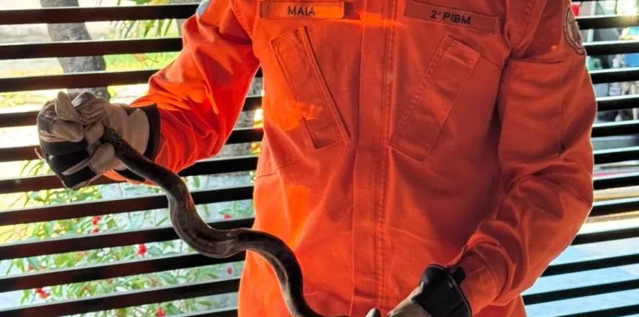 Corpo de Bombeiros captura sucuri verde de aproximadamente 1,5 metros de comprimento em resid�ncia