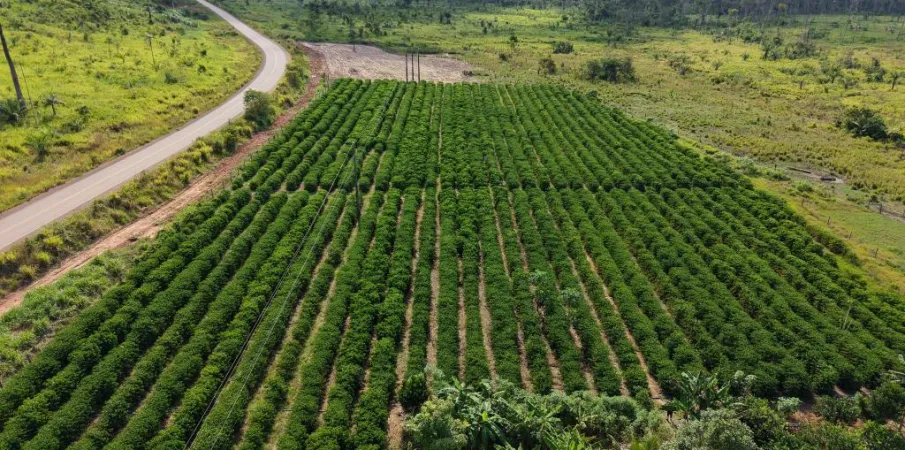 Rota do Caf� chega a Cotrigua�u e Ju�na com informa��es sobre o plantio para o crescimento da produ��o