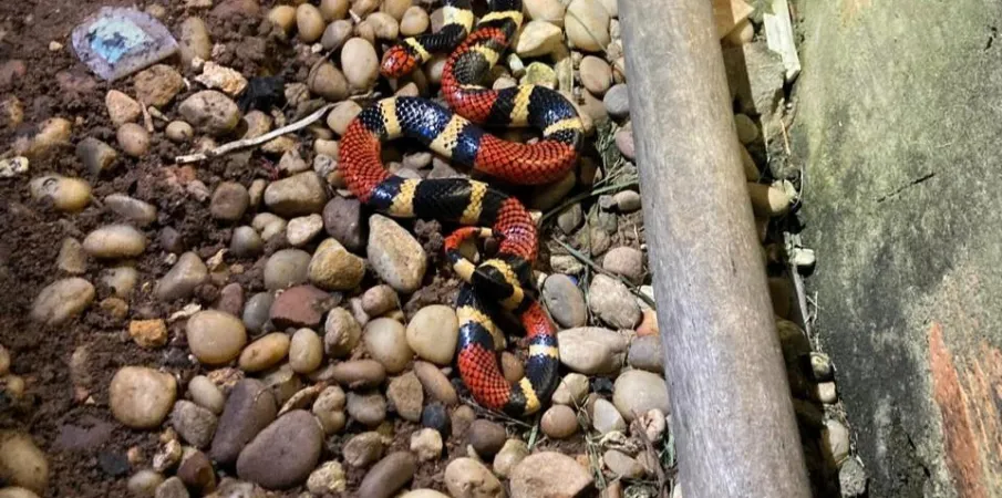 Corpo de Bombeiros resgata cobra coral em quintal de resid�ncia