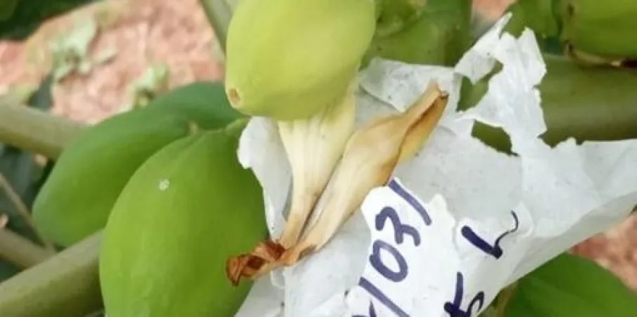 Universidade cria "seguro de vida" para o mam�o brasileiro e busca romper depend�ncia de Taiwan