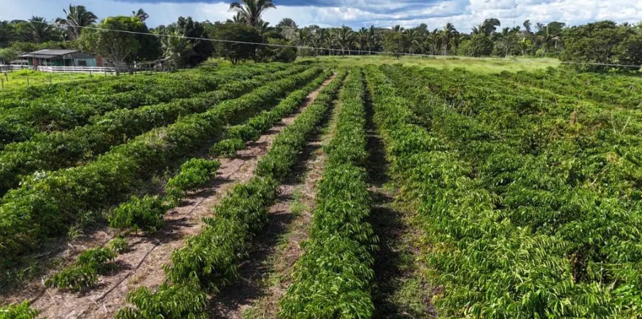 Tecnologia da Empaer chega ao campo e renova a esperan�a de produtores em Cotrigua�u