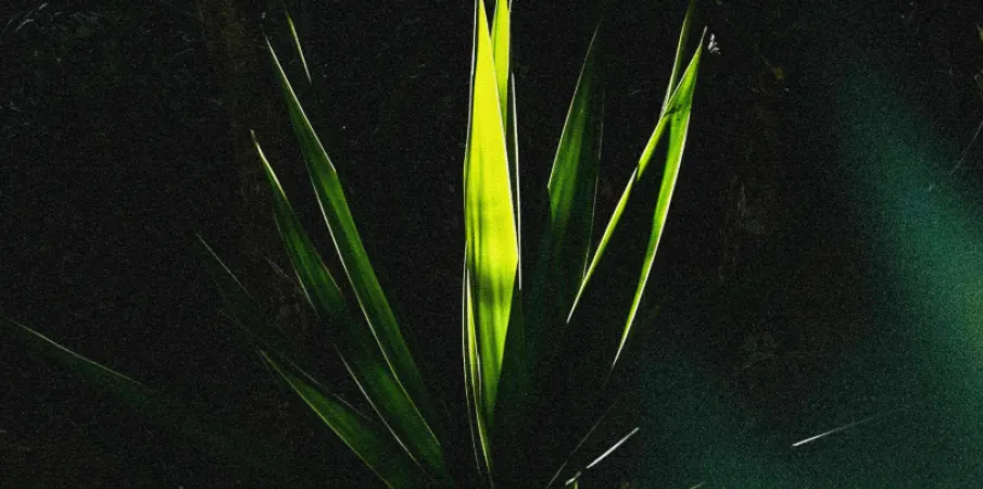 Duo Orim� lan�a �Ogum de Ronda� e celebra a for�a da tradi��o afro-brasileira