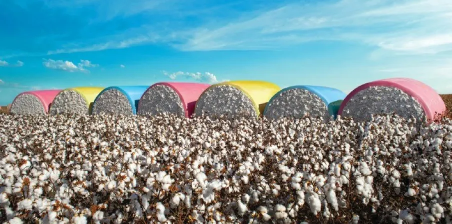 Safra de algod�o 2025/26 do Brasil deve atingir 3,86 milh�es de toneladas, aponta StoneX