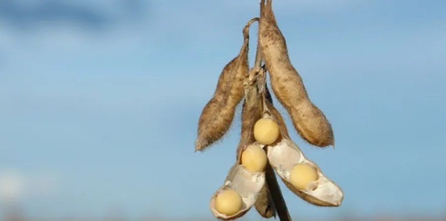 Paraguai deve registrar safra recorde de soja e ultrapassar 11,5 milh�es de toneladas